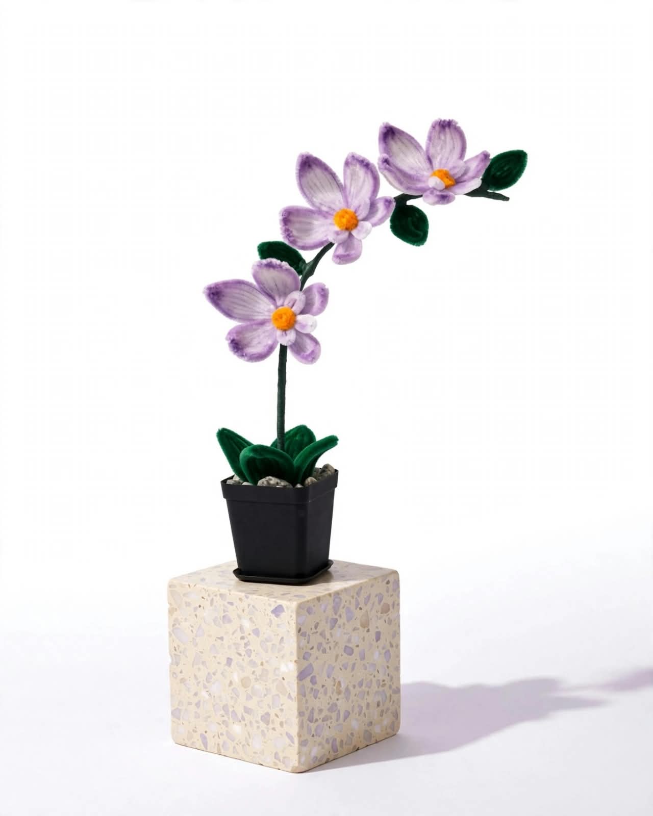 Orchid