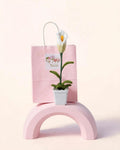 Calla Lily