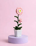 Daisy