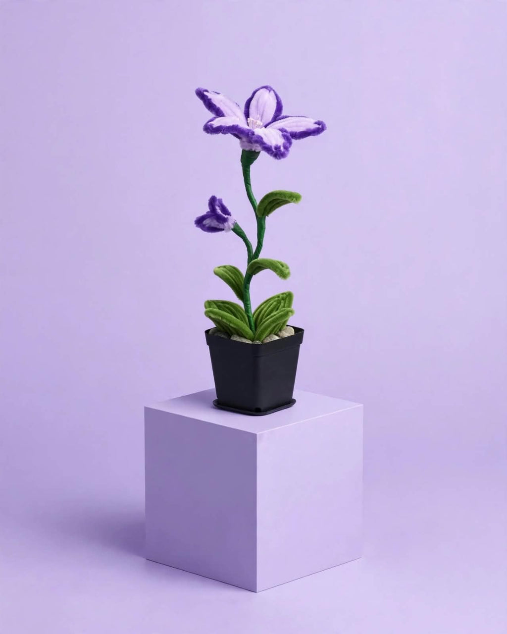 Lily