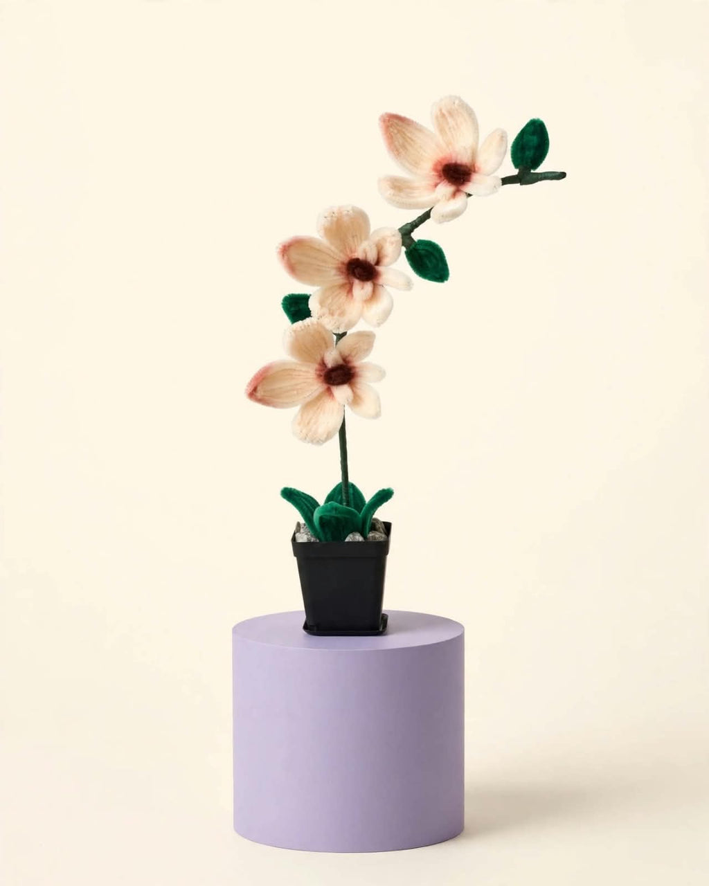 Orchid