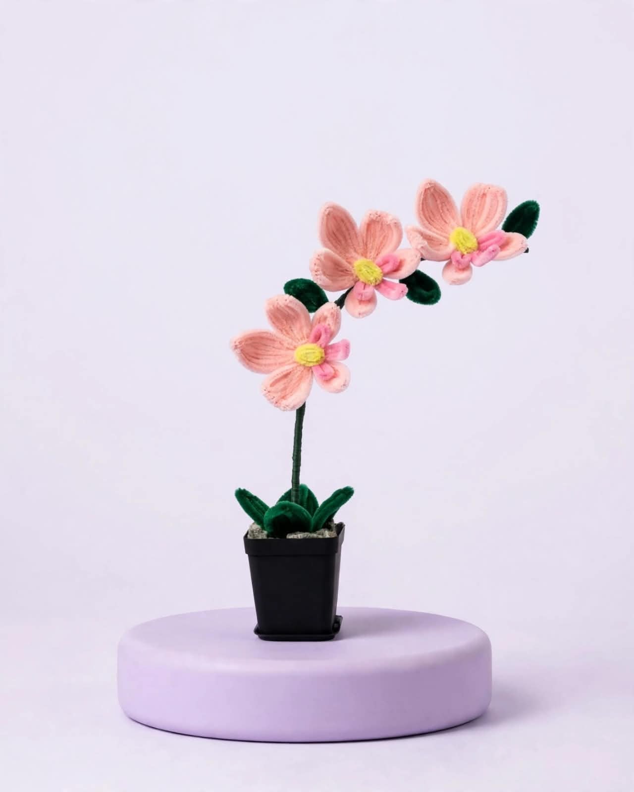 Orchid