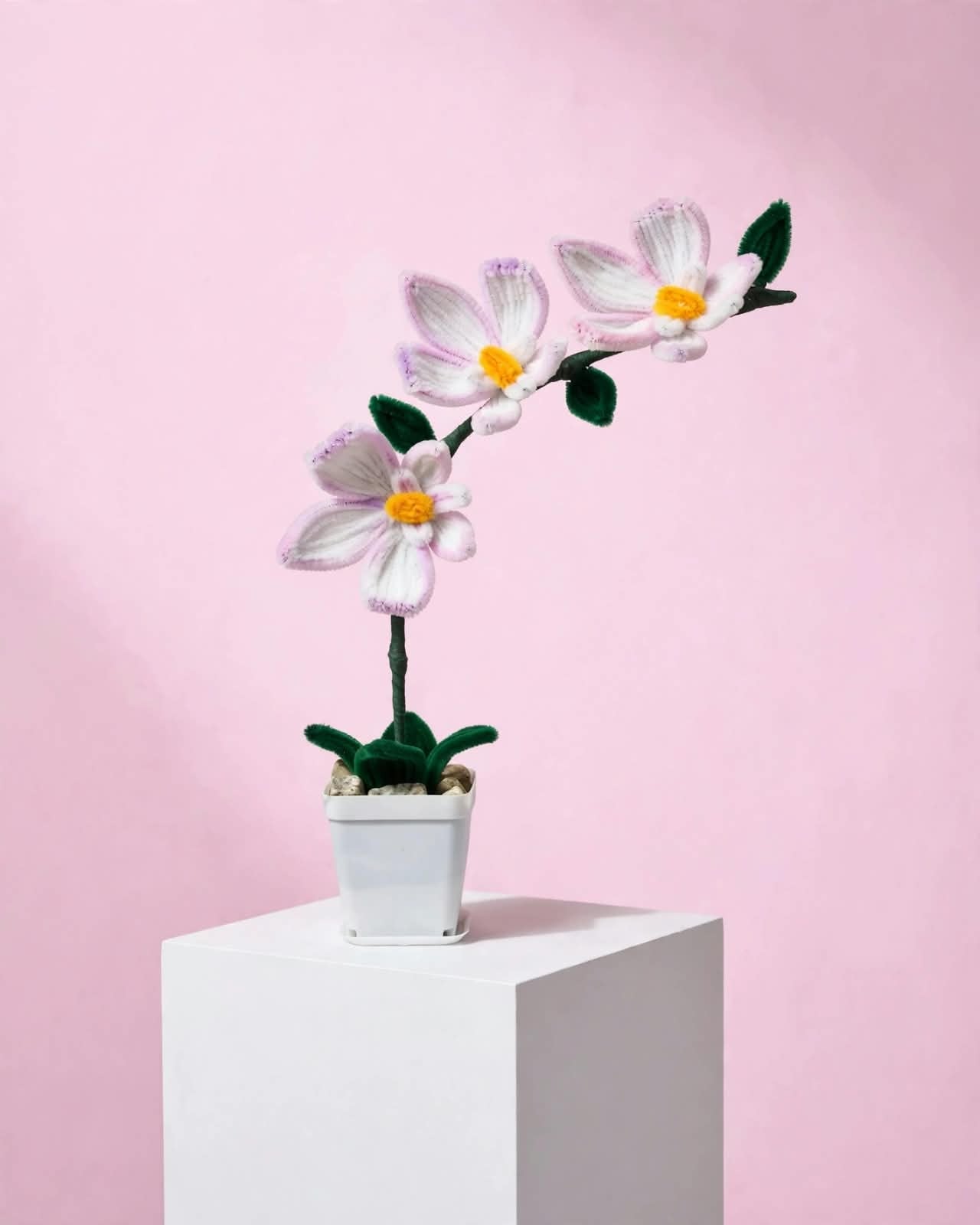 Orchid