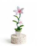 Lily