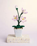 Cherry Blossom