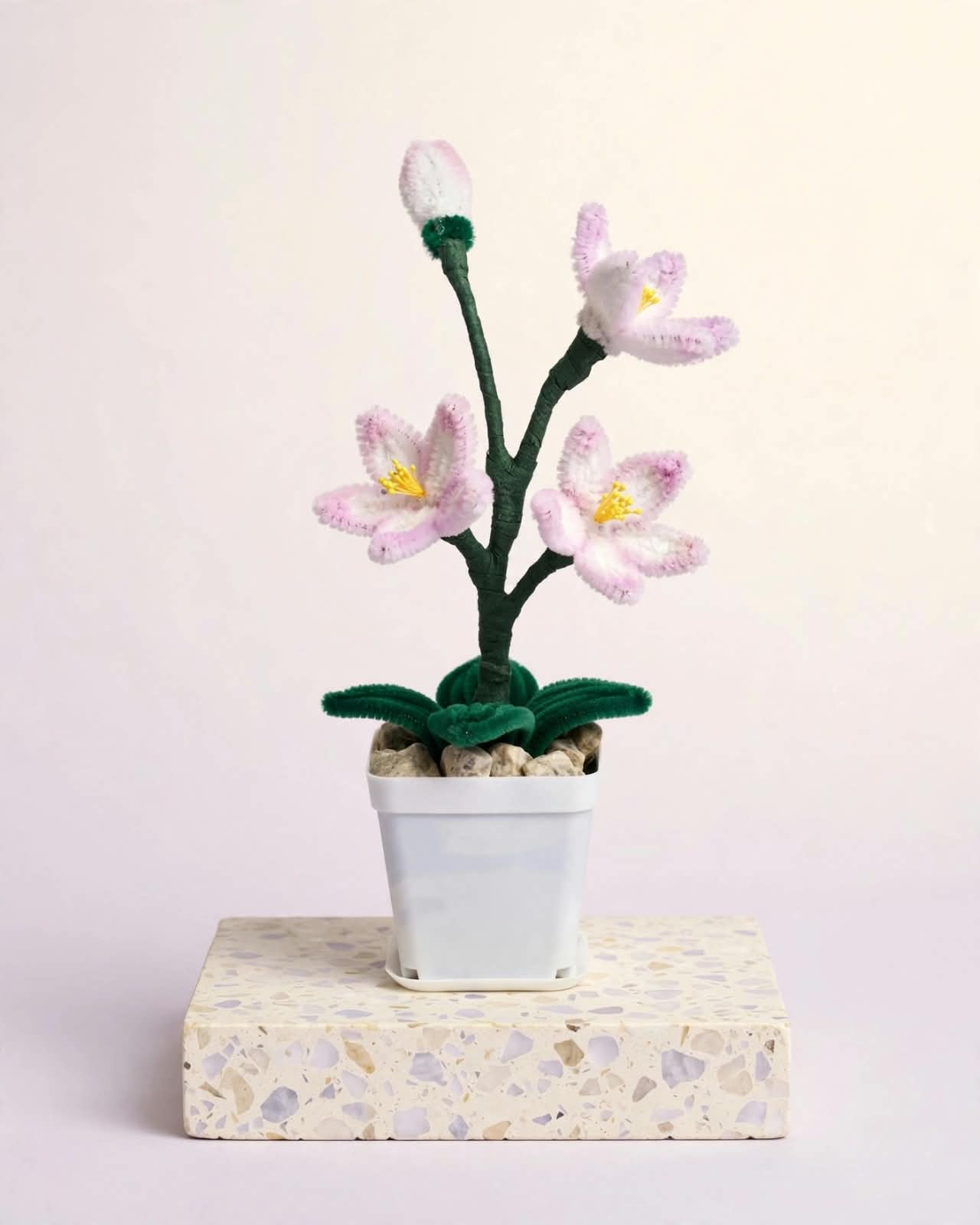 Cherry Blossom